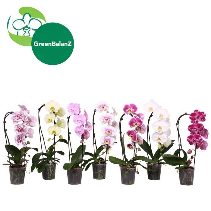 Phalaenopsis Cascade