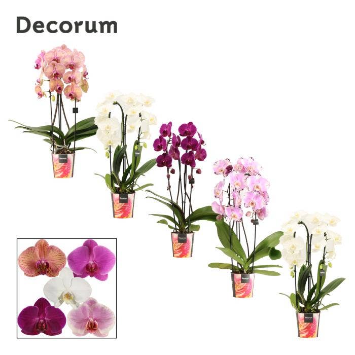 Phalaenopsis Cascade