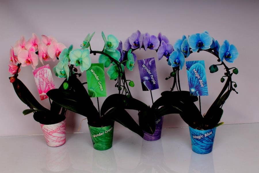 Phalaenopsis Coloured  bowl with potcover