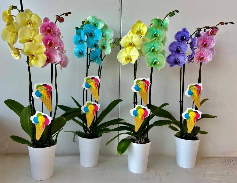 Phalaenopsis coloured duo in Linge + label