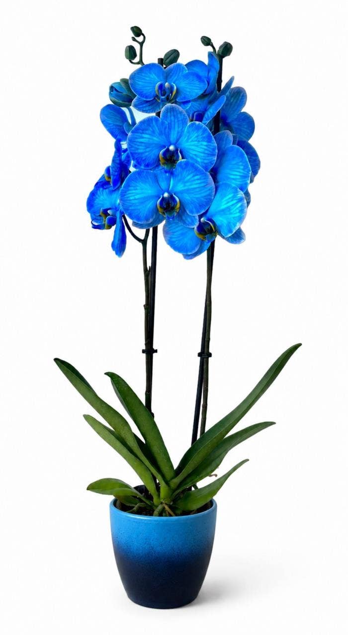 Phalaenopsis coloured Magic Blue in Ceramic