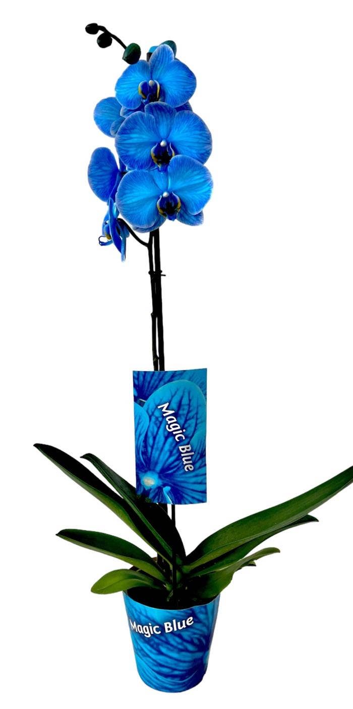 Phalaenopsis coloured Magic Blue