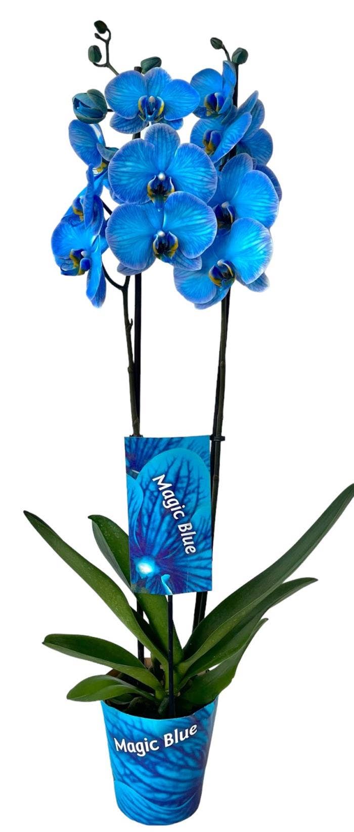 Phalaenopsis coloured Magic Blue