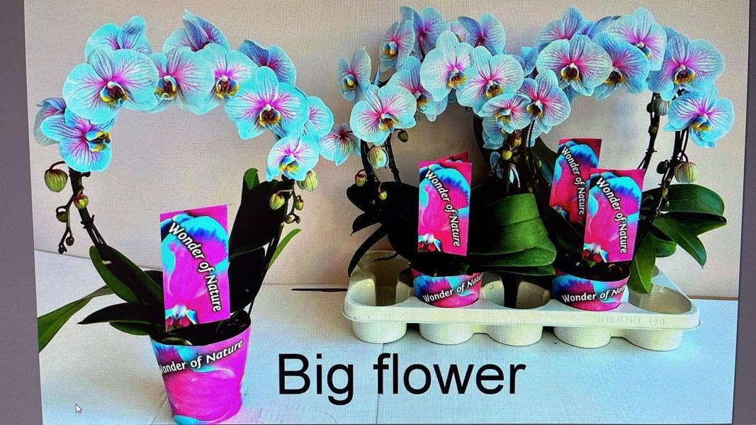 Phalaenopsis coloured Wonder of Nature bow 