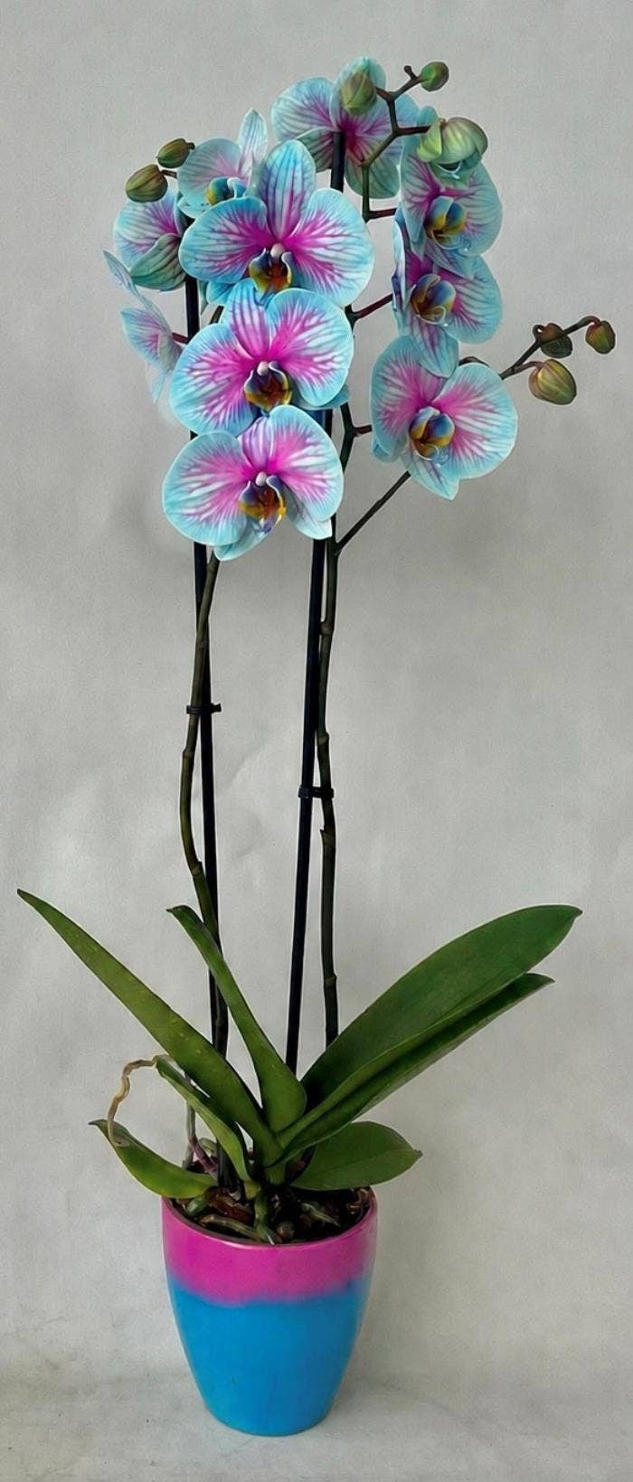 Phalaenopsis coloured Wonder of nature in Ceramic