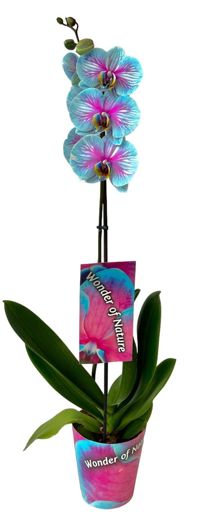 Phalaenopsis coloured Wonder of Nature