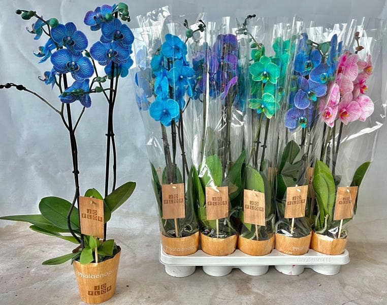 Phalaenopsis coloured