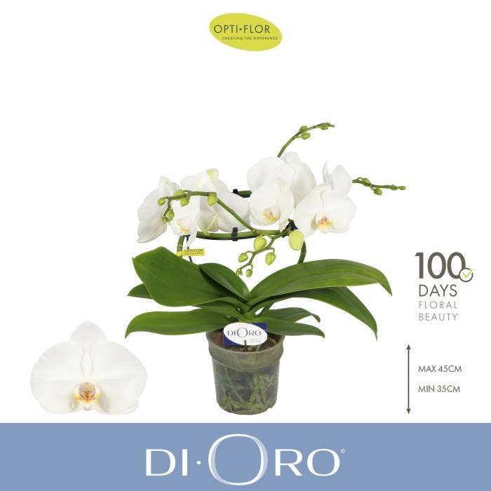 Phalaenopsis Dioro Prestige