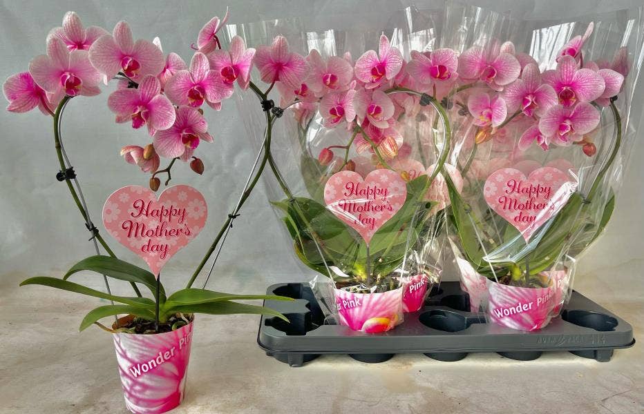 Phalaenopsis Heartshape Pink