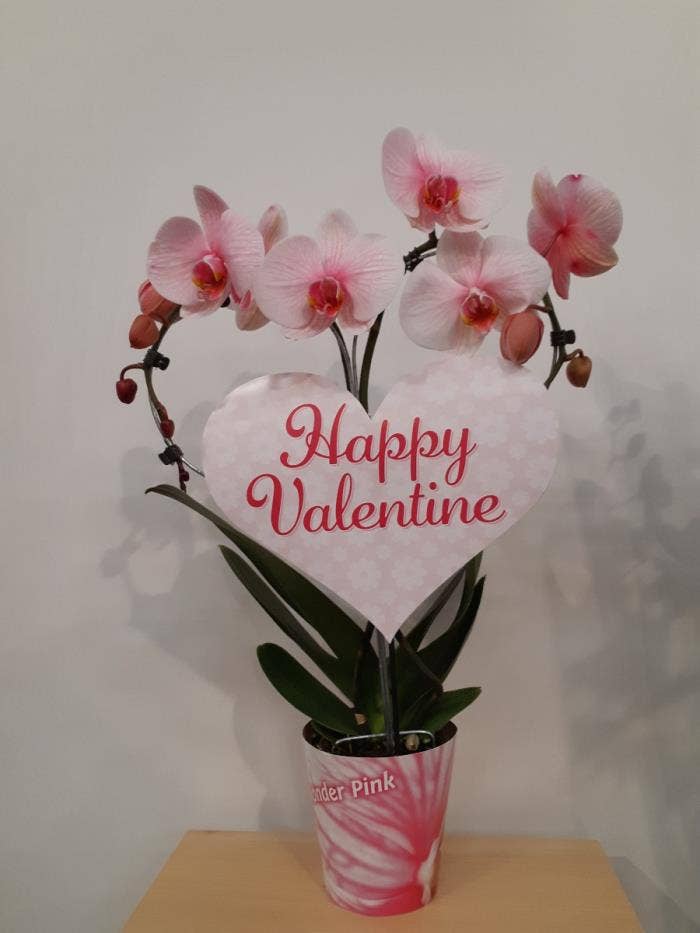 Phalaenopsis Heartshape Pink