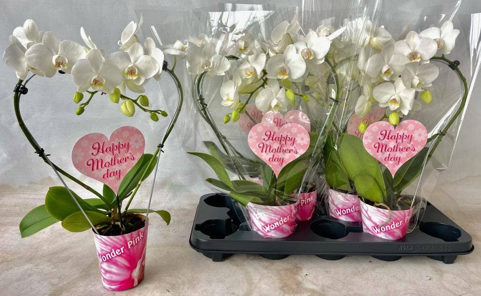 Phalaenopsis Heartshape White