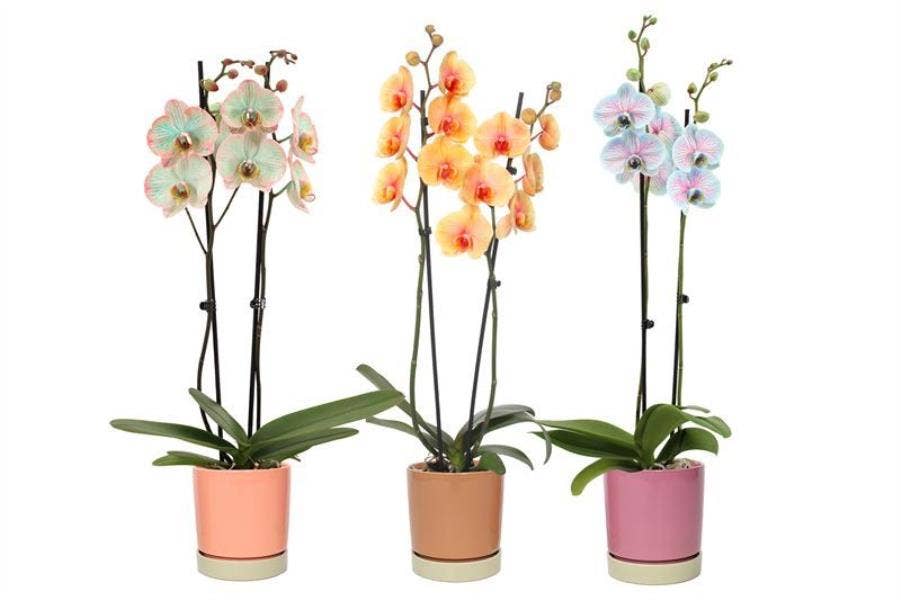 Phalaenopsis I am Special in Lotte