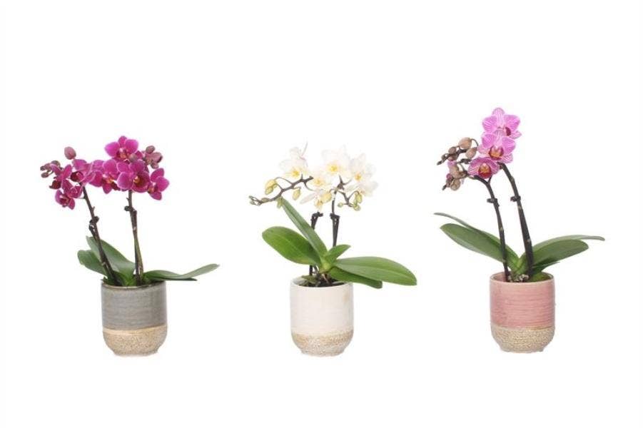 Phalaenopsis in Becca