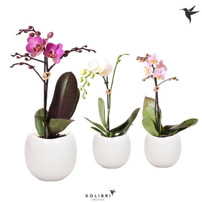 Phalaenopsis in Bowl