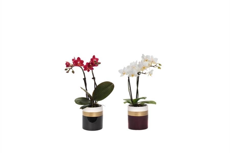 Phalaenopsis in Dolomite Horizon