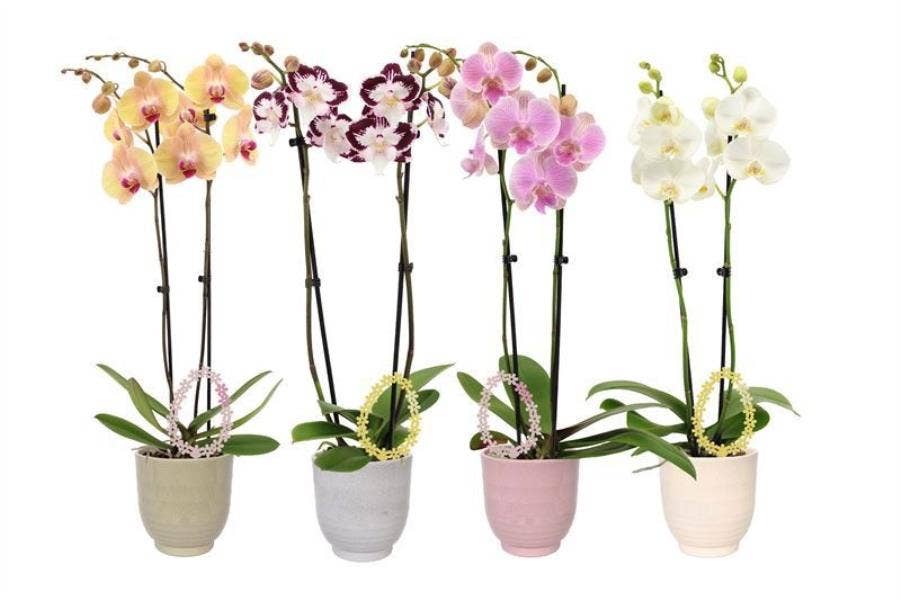 Phalaenopsis in Fem Granit