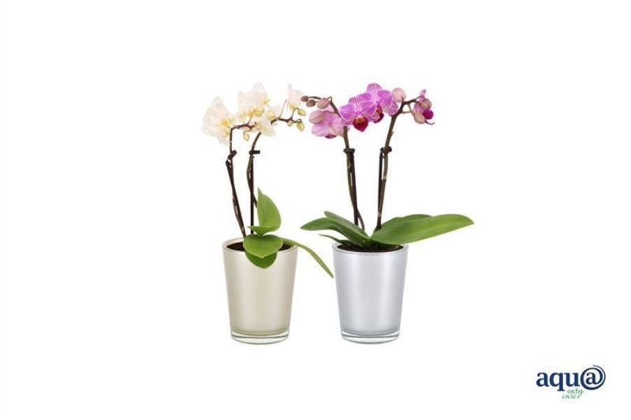 Phalaenopsis in Glass