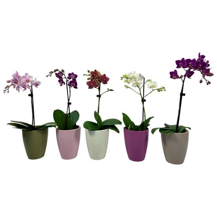 Phalaenopsis in Honey white