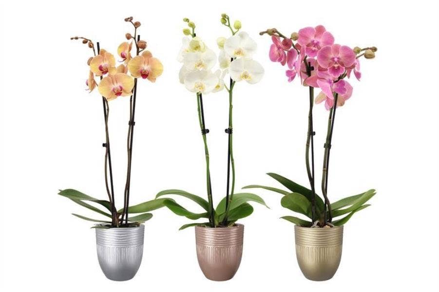 Phalaenopsis in Hugo