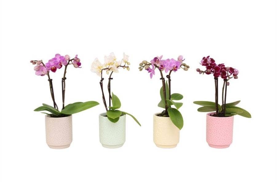 Phalaenopsis in Indy