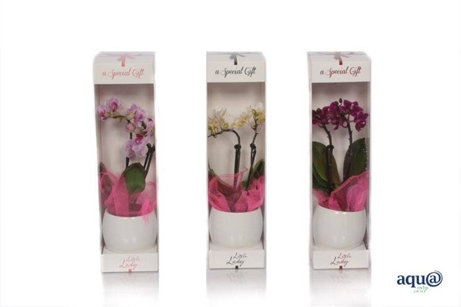 Phalaenopsis in Lisa white and Giftbox