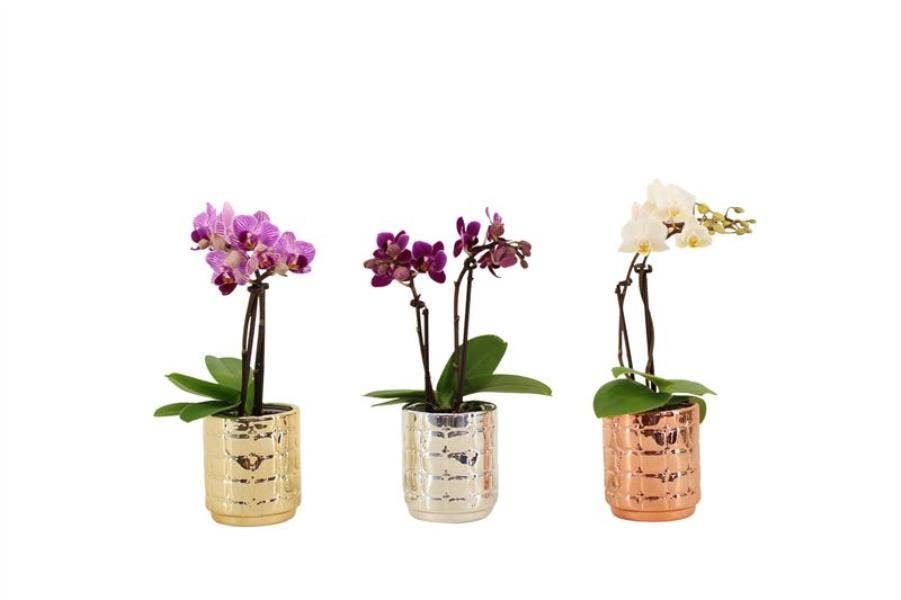 Phalaenopsis in Mason