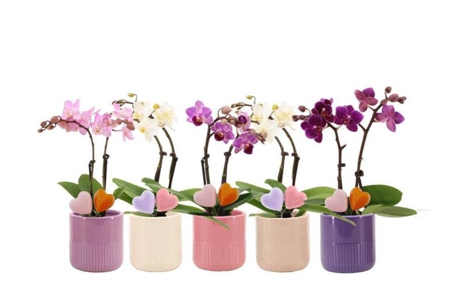 Phalaenopsis in Morgan charm