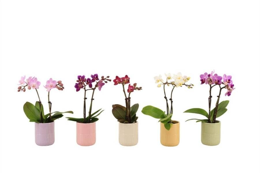 Phalaenopsis in Morgan cozy