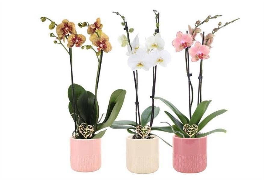 Phalaenopsis in Morgan pink