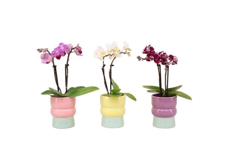 Phalaenopsis in Nova