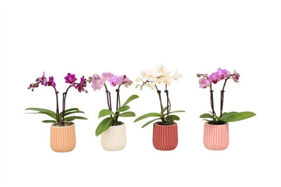 Phalaenopsis in Ruby