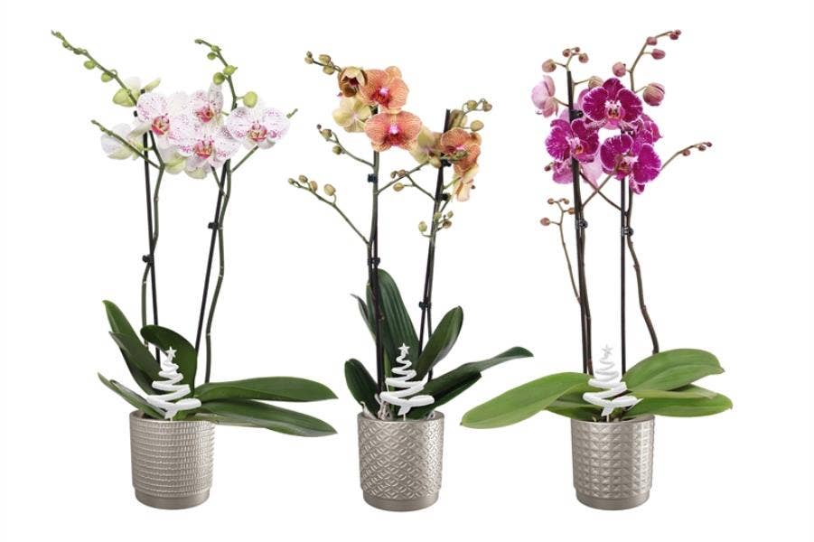 Phalaenopsis in Sarah Silver