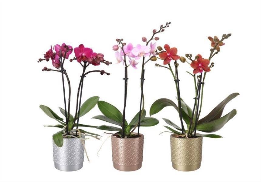 Phalaenopsis in Sarah