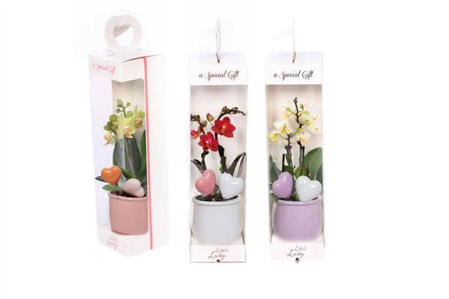 Phalaenopsis in Valencia and Giftbox