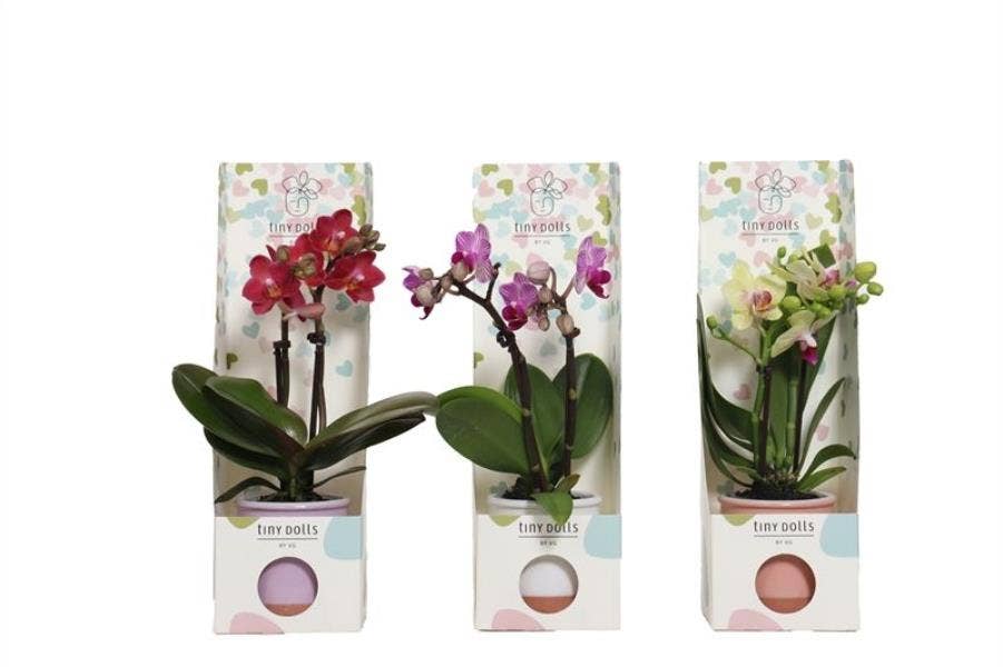 Phalaenopsis in Valencia and Tiny Box