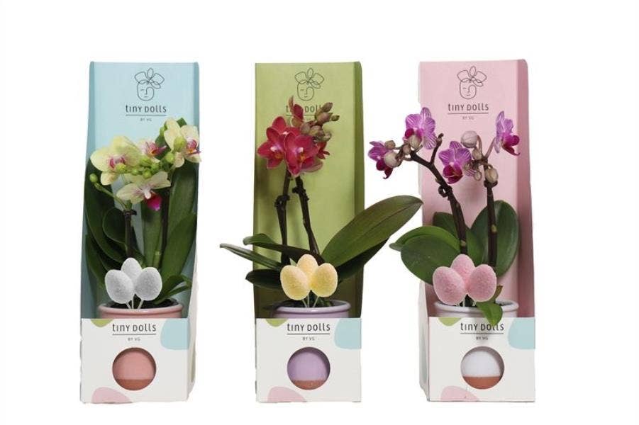 Phalaenopsis in Valencia and Tiny Box