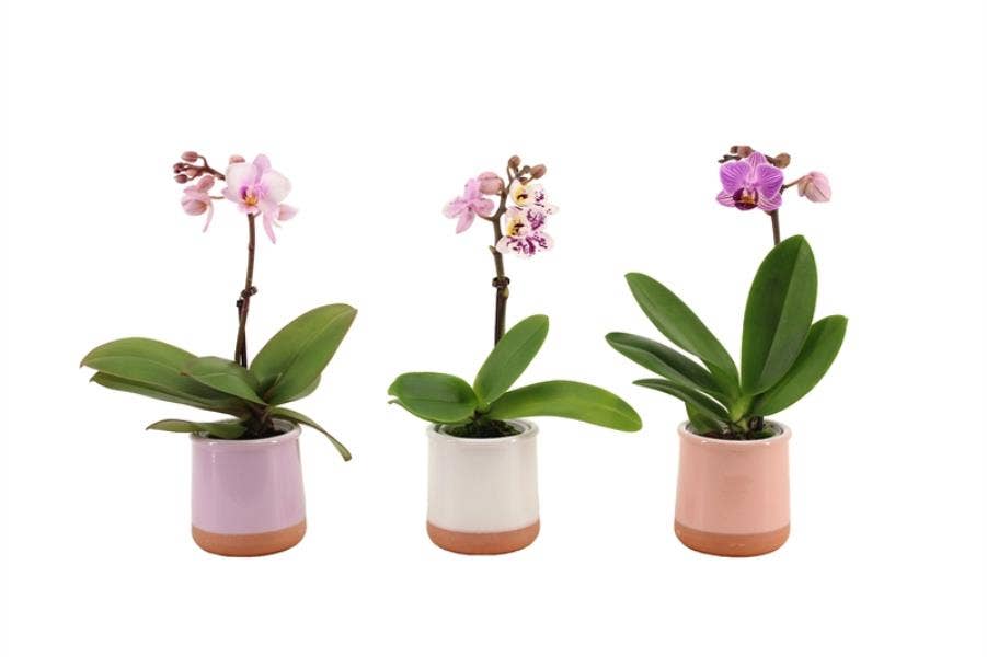 Phalaenopsis in Valencia