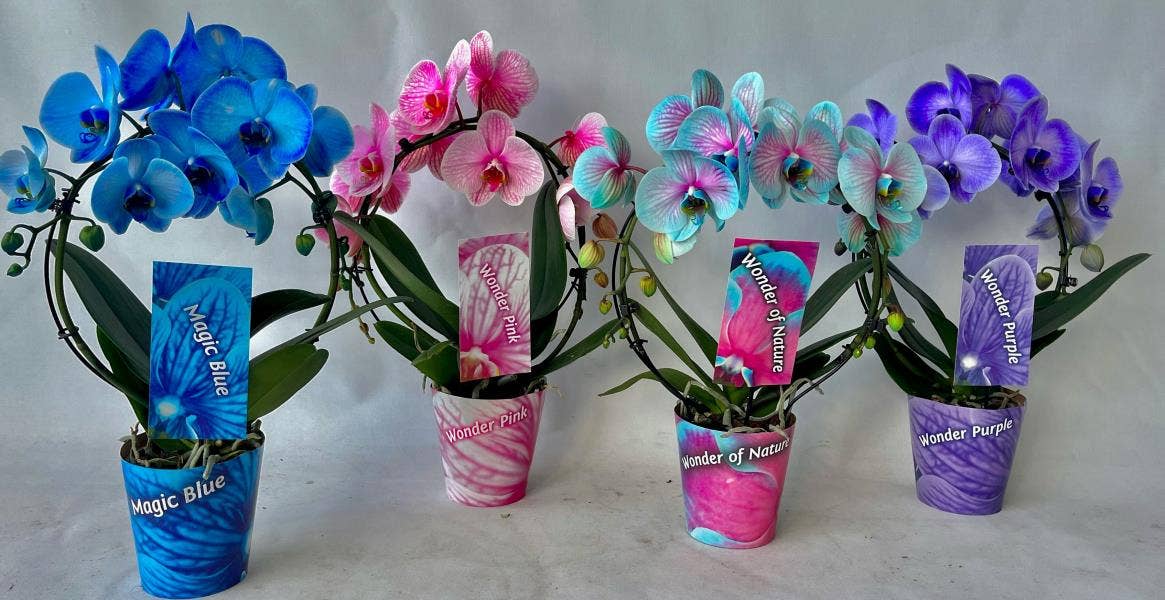 Phalaenopsis Magic Bow