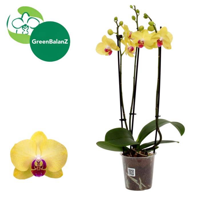 Phalaenopsis Miraflore