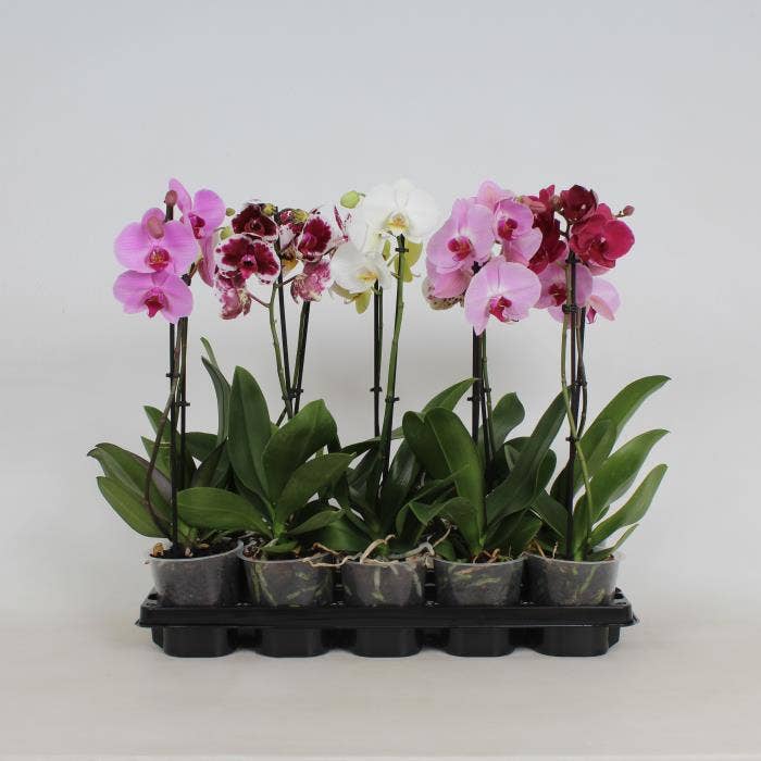 Phalaenopsis Mix A1 1-stem - short