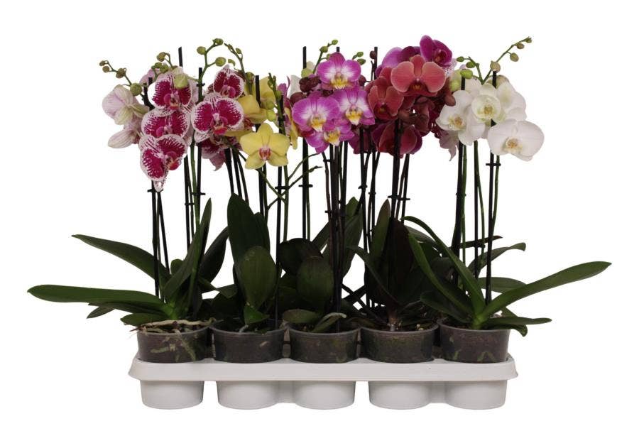 Phalaenopsis Mix A1 2-stem - short 