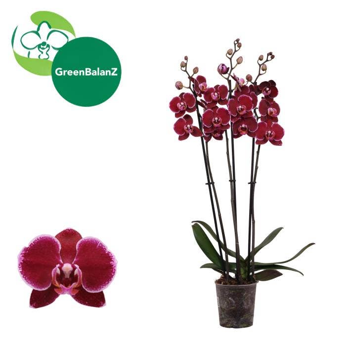 Phalaenopsis Montpellier