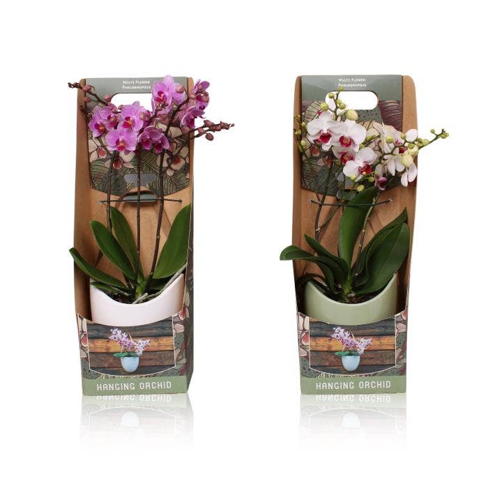 Phalaenopsis Multi. hanging ceramic