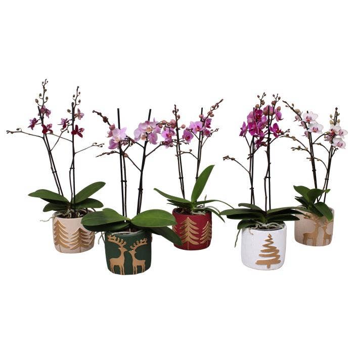 Phalaenopsis Multi. in Christmas BGC032