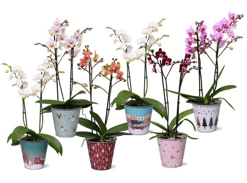 Phalaenopsis Multi. in Christmas BGC945