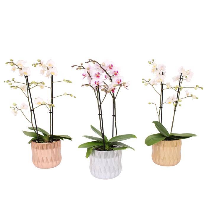 Phalaenopsis Multi. in Glitter & Glamour x-mas