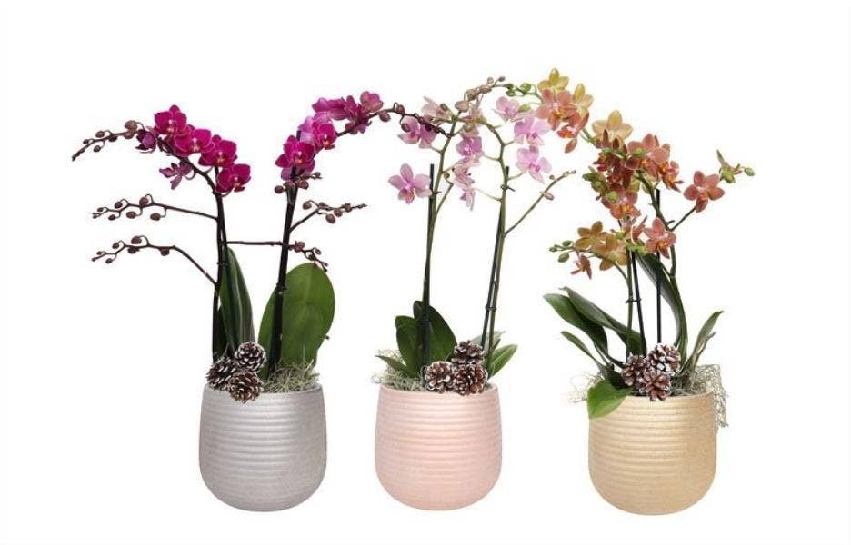 Phalaenopsis Multi. in Jolene