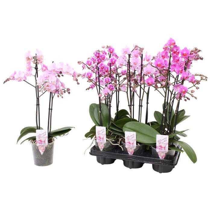 Phalaenopsis Multi. pink