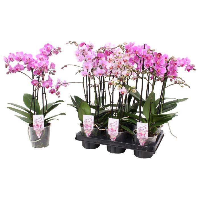 Phalaenopsis Multi. pink
