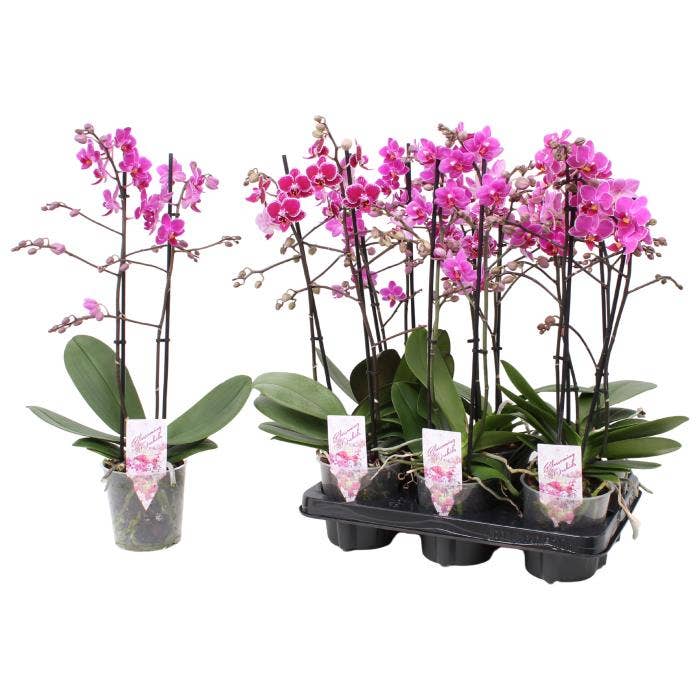 Phalaenopsis Multi. purple